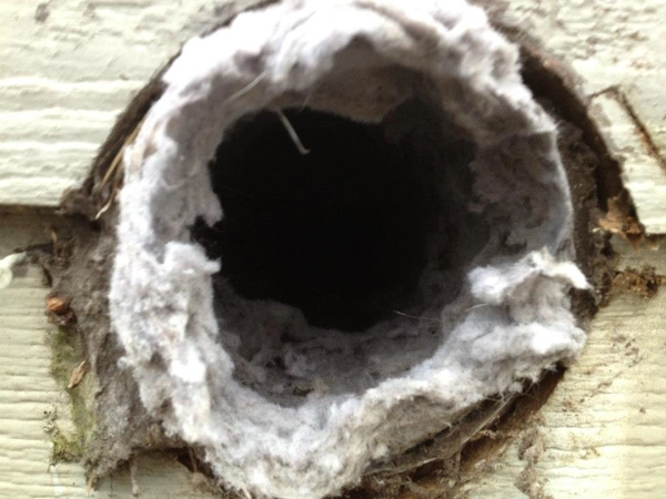 Lint filled dryer vent