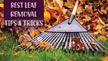 A rake covered in fallen leaves.