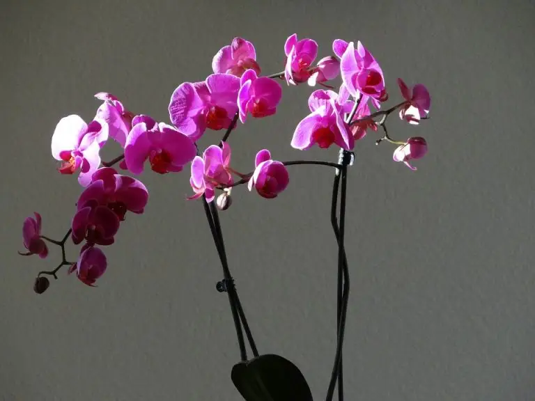 Orchids