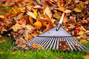 raking leaves.